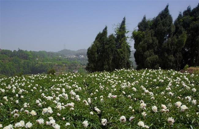 白芍种植_白芍种植技术与栽培管理