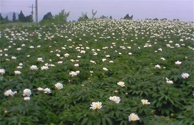 白芍种植_白芍种植技术与栽培管理