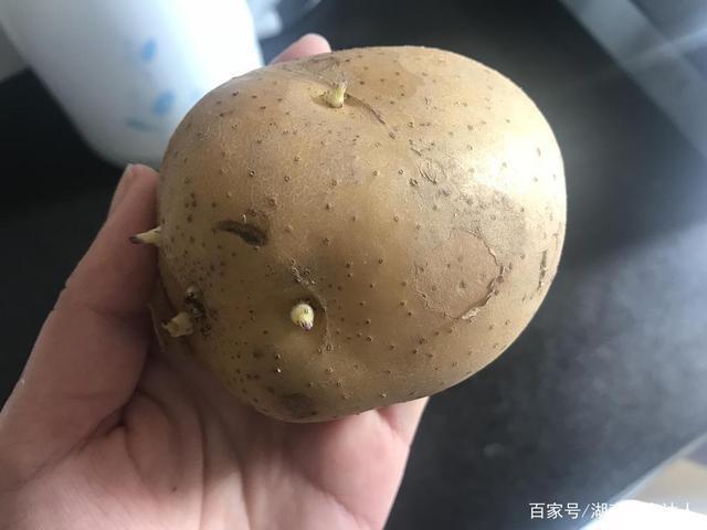 土豆发芽了还能吃吗_土豆发芽了还能吃吗 有没有毒