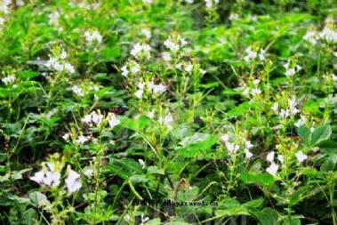 安陆白花菜_安陆白花菜功效与禁忌