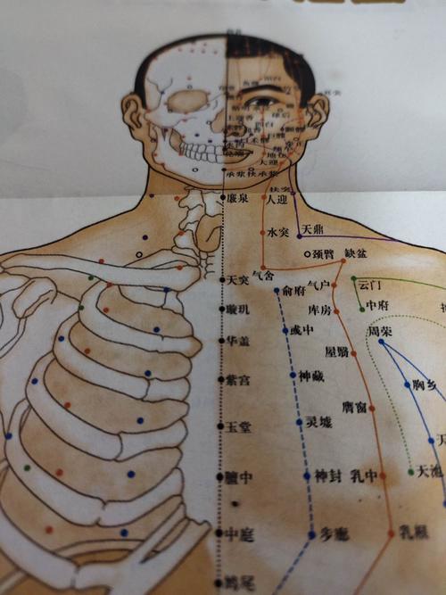 人体胸部穴位_人体胸部经络的准确位置图