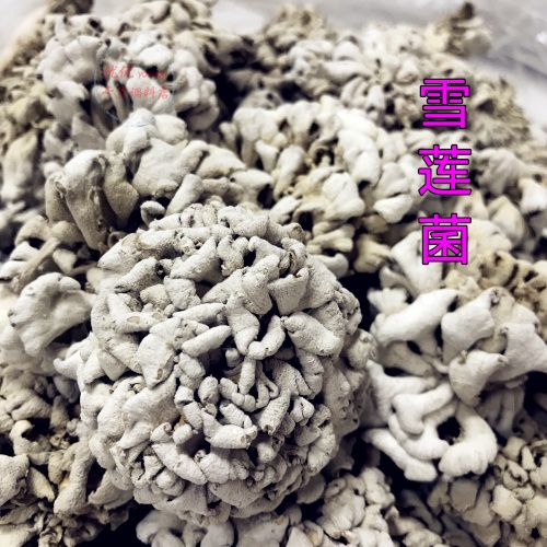 雪莲菌的功效_雪莲菌的功效和作用图片