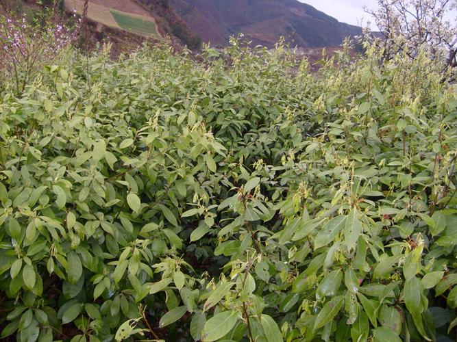 茶叶的作用_野生甜茶叶的作用