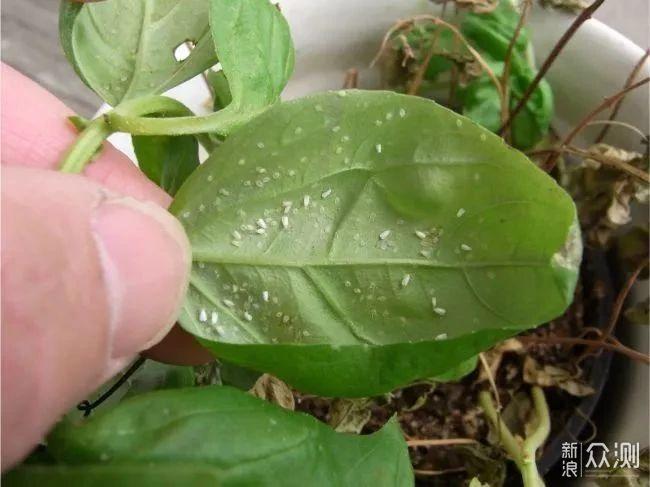 黑木耳露_黑木耳露地栽培时主要的虫害,与害虫的生育期的关系