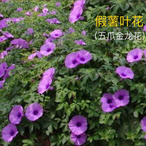 五爪金龙花_五爪金龙花语