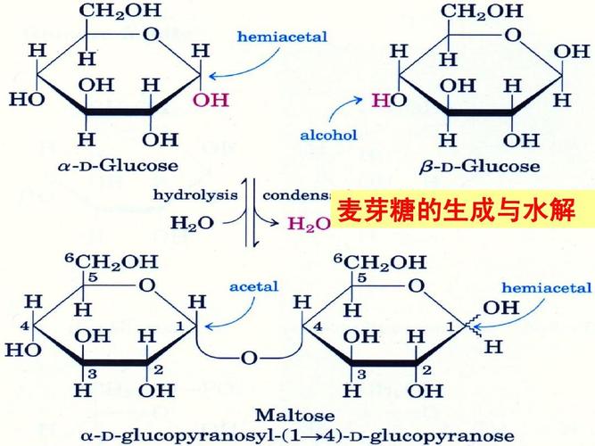 麦芽糖水解_麦芽糖水解产物是什么