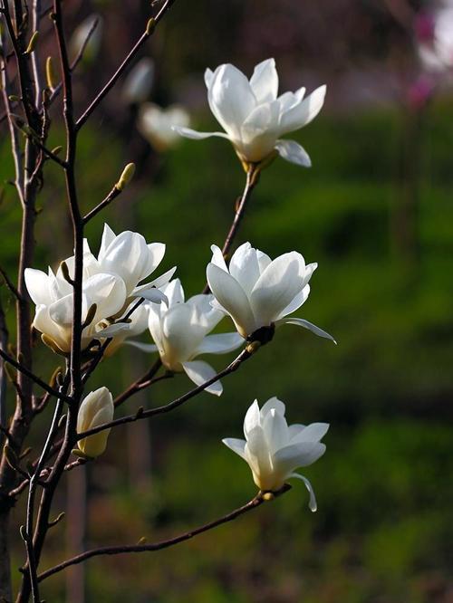 玉兰花_玉兰花的寓意和象征