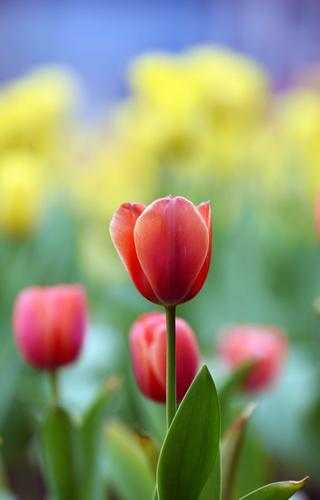 郁金香花语和寓意_郁金香花语和寓意图片