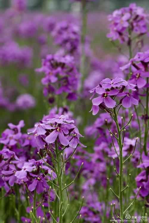 油菜花图片_紫色的油菜花图片