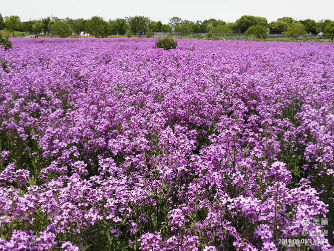 油菜花图片_紫色的油菜花图片