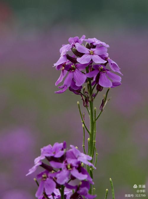 油菜花图片_紫色的油菜花图片