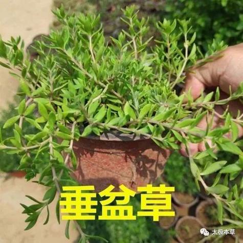 垂盆草_垂盆草的功效与作用与主治