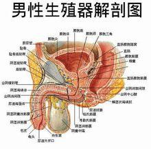 男人的生殖器_男人生殖上长黑点什么原因