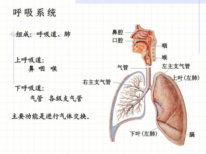 呼吸系统的组成_呼吸系统的组成和主要功能