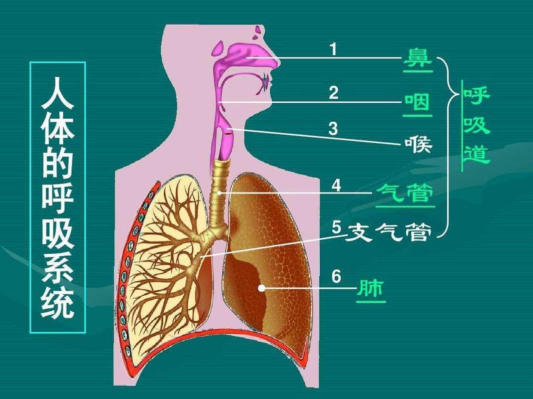 呼吸系统的组成_呼吸系统的组成和主要功能