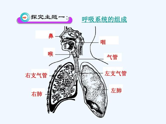 呼吸系统的组成_呼吸系统的组成和主要功能