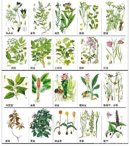 常见中草药图谱_常见中草药图谱2700种pdf