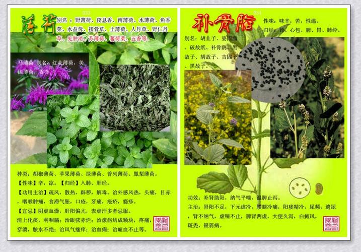 常见中草药图谱_常见中草药图谱2700种pdf