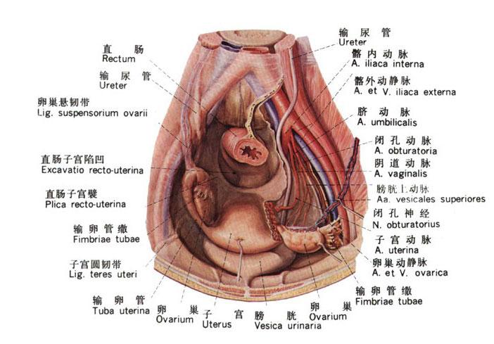 生理图片_女性生理构造结构图外观图片