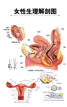 生理图片_女性生理构造结构图外观图片