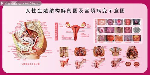 生理图片_女性生理构造结构图外观图片