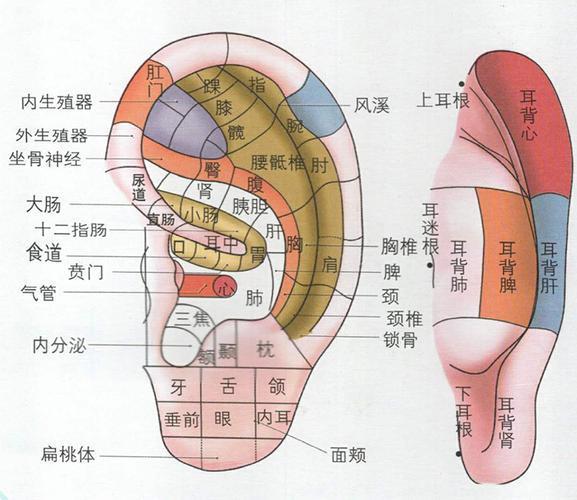 耳朵穴位图_耳朵位置图解大全图片