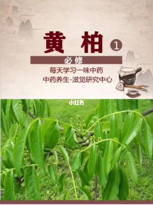 黄柏的功效与作用_黄柏的功效与作用禁忌