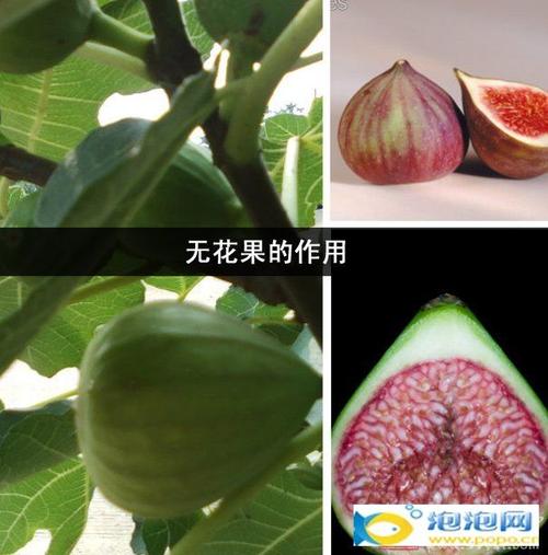 无花果的功效与作用_无花果的功效与作用吃法大全