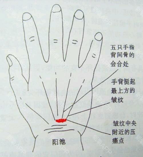 阳池穴_阳池定位的准确位置