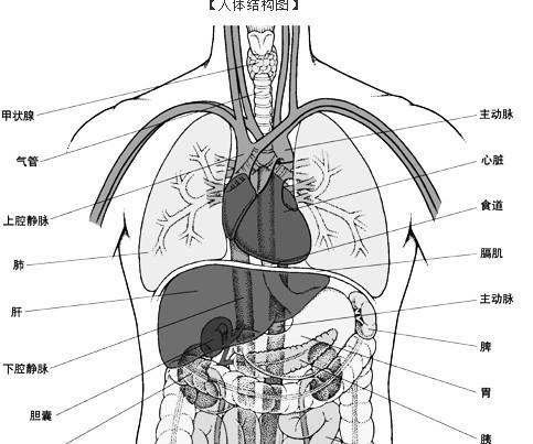 肺在哪个位置_肺在哪个位置图