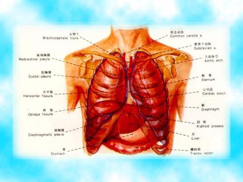 肺在哪个位置_肺在哪个位置图