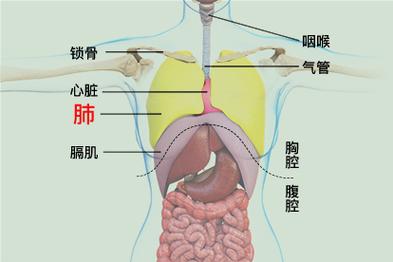 肺在哪个位置_肺在哪个位置图