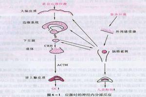 应激反应_应激反应是什么意思