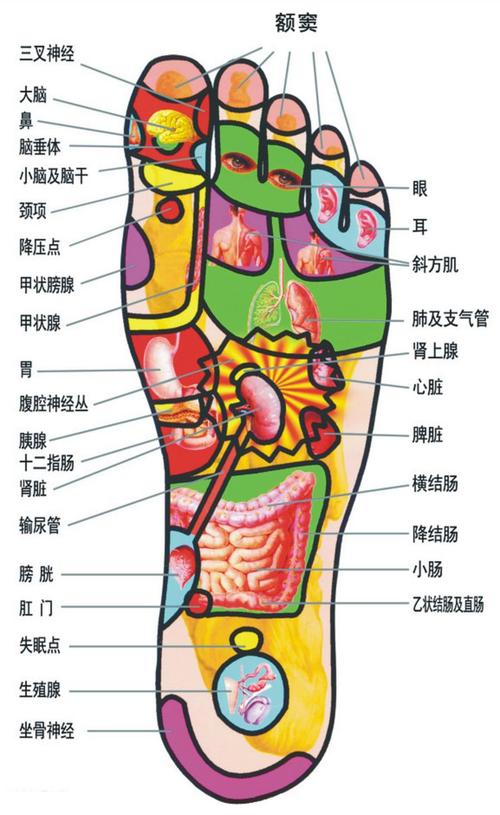 足底反射区_足底反射区图片