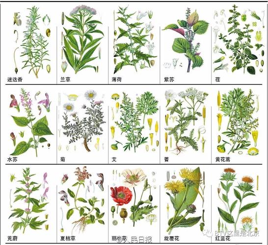 中草药图谱_中草药图谱5000种