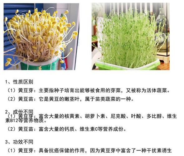 绿豆芽的营养价值_黄豆芽绿豆芽的营养价值