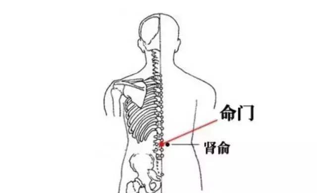 肾俞的准确位置定位_命门肾俞的准确位置定位