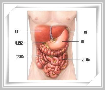 肝在什么位置_肝在什么位置图