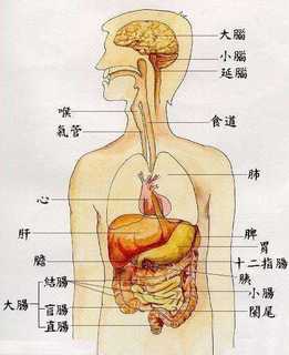 肝在什么位置_肝在什么位置图