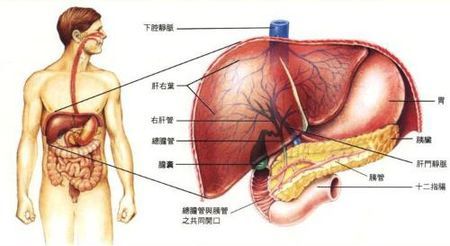 肝在什么位置_肝在什么位置图