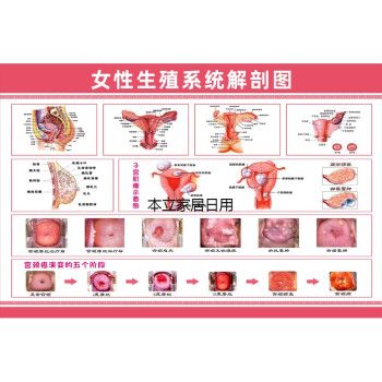 生殖器图片_