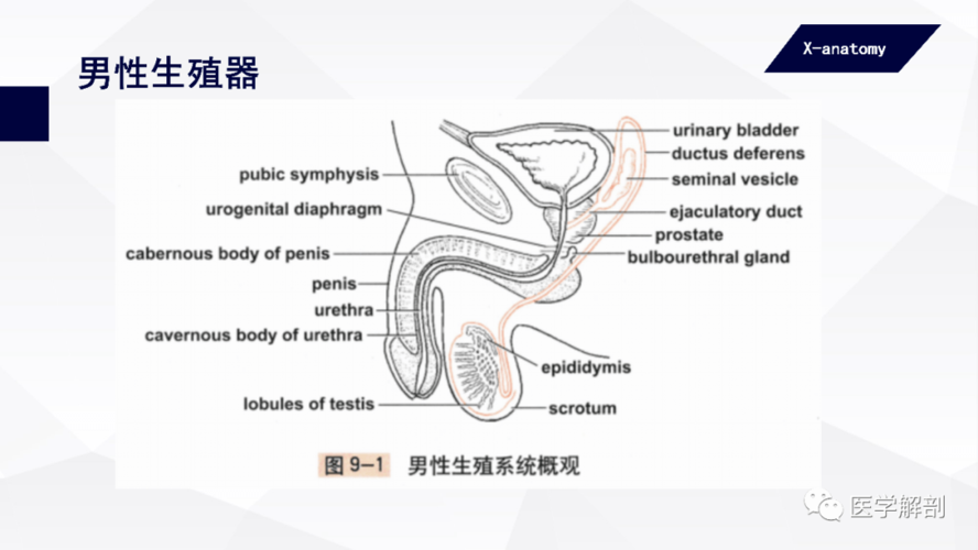 生殖器图片_