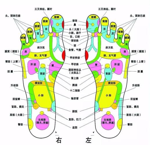 足底穴位图_脚底按摩部位图解