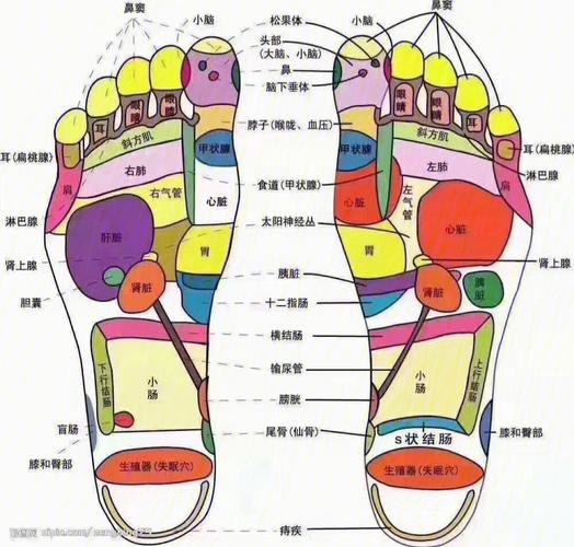 足底穴位图_脚底按摩部位图解