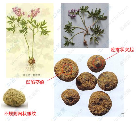 中药延胡索_中药延胡索的功效与主治作用