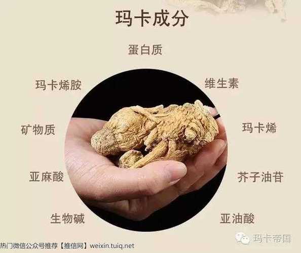 玛咖的功效_玛咖的功效与作用及用法