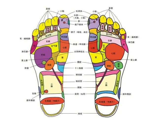 脚底穴位_