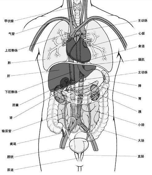 人体器官分布图_人体器官分布图的部位详细介绍