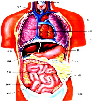 人体器官分布图_人体器官分布图的部位详细介绍