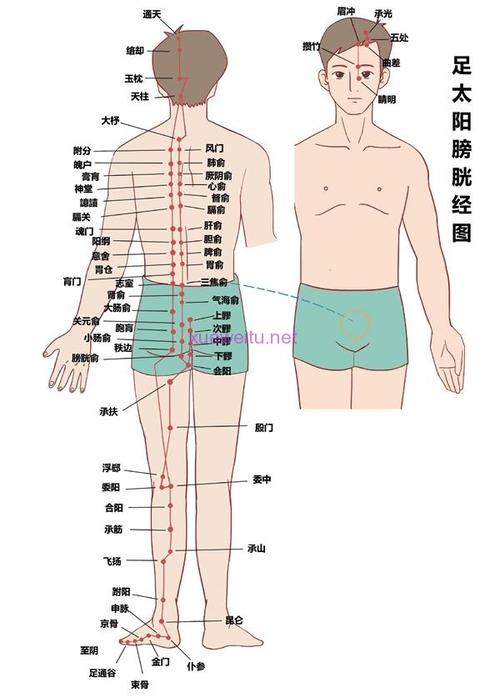 膀胱经穴位图_膀胱经的准确位置图